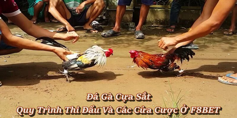 Khám Phá Đá Gà Cựa Sắt – Luật Chơi, Quy Trình Và Kèo Cược Hot